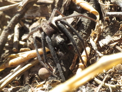 Segestria florentina
