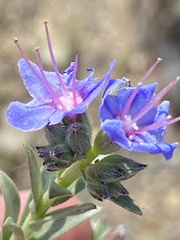 Lobostemon echioides