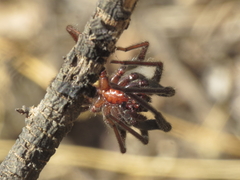 Segestria florentina
