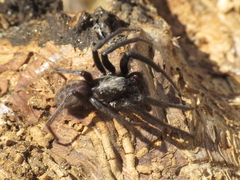 Segestria florentina