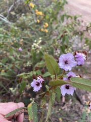 Thomasia paniculata