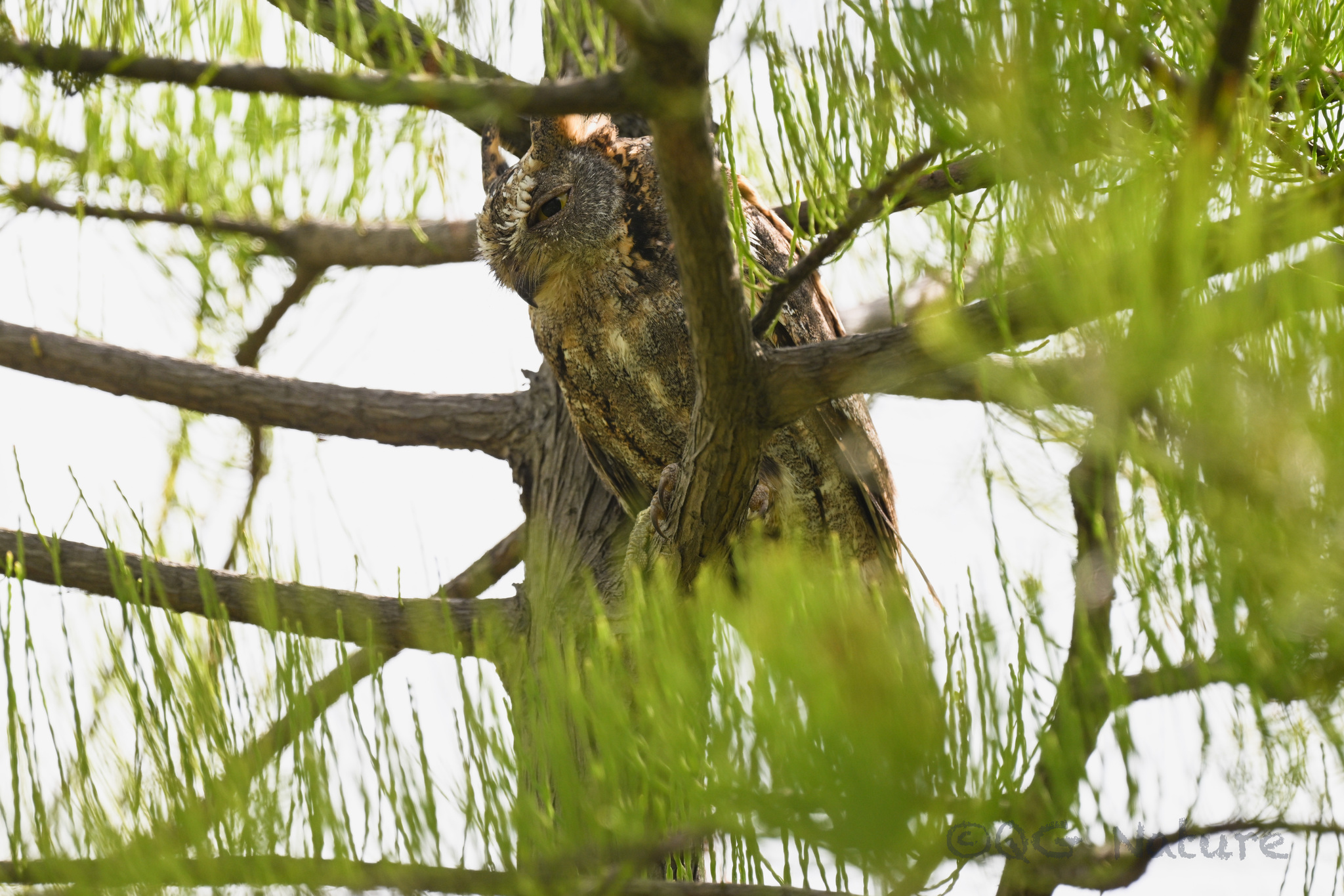 Oriental Scops Owl