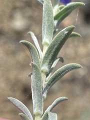 Lobostemon echioides