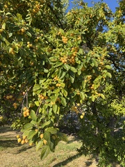 Malus prunifolia