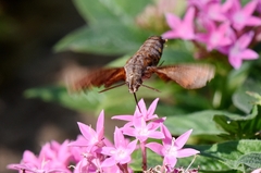 Macroglossum pyrrhosticta