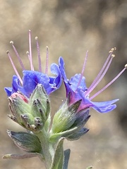 Lobostemon echioides