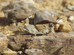 Sphingonotus lluciapomaresi