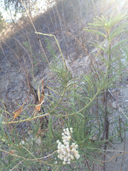 Danaus plexippus