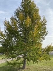 Larix