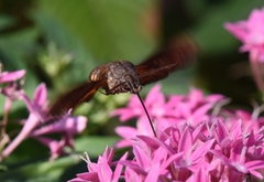 Macroglossum pyrrhosticta