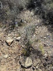 Lobostemon echioides