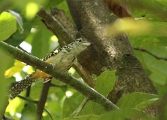 Hypoedaleus guttatus