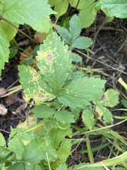 Quasipucciniastrum ochraceum