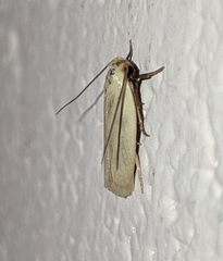 Lepidoptera