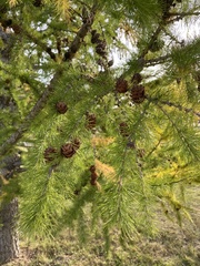 Larix