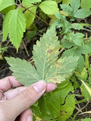 Quasipucciniastrum ochraceum