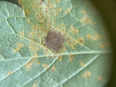 Quasipucciniastrum ochraceum