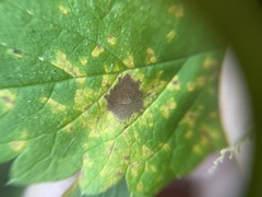 Quasipucciniastrum ochraceum