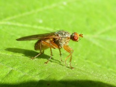 Scathophaga inquinata