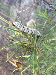 Danaus plexippus