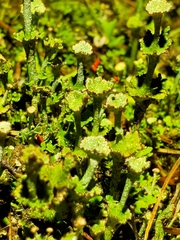Cladonia verticillata