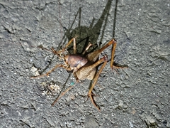 Tachycines asynamorus