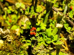 Cladonia verticillata