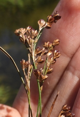 Juncus gerardi