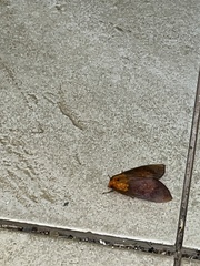 Phaegopterina