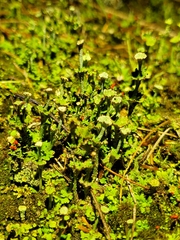 Cladonia verticillata
