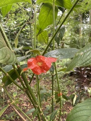 Palicourea tomentosa