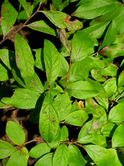 Vaccinioideae