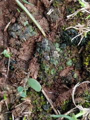 Placidium squamulosum