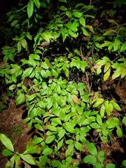Vaccinioideae