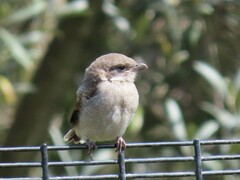 Lanius collaris collaris