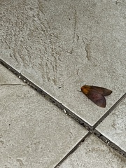 Phaegopterina