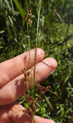 Juncus compressus