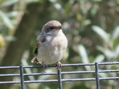 Lanius collaris collaris