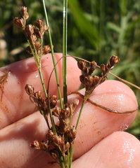 Juncus compressus