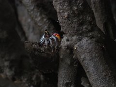 Goniopsis pulchra