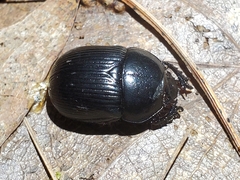 Geotrupes balyi