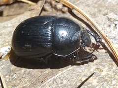 Geotrupes balyi