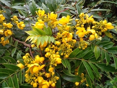 Senna spectabilis