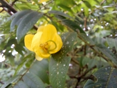 Senna spectabilis