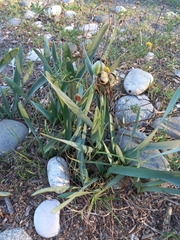 Pancratium maritimum