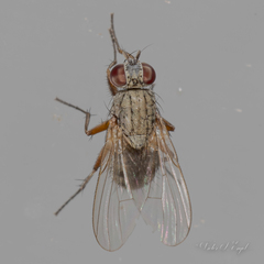 Coenosiinae