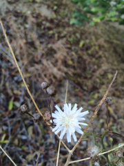 Malacothrix saxatilis