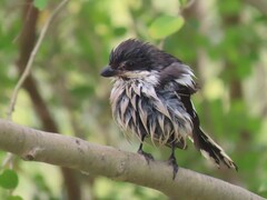 Lanius collaris collaris