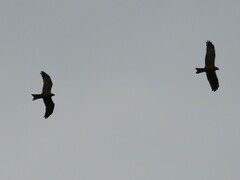 Milvus migrans parasitus