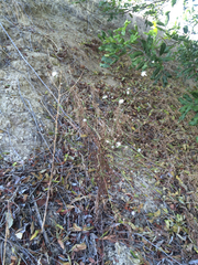 Malacothrix saxatilis